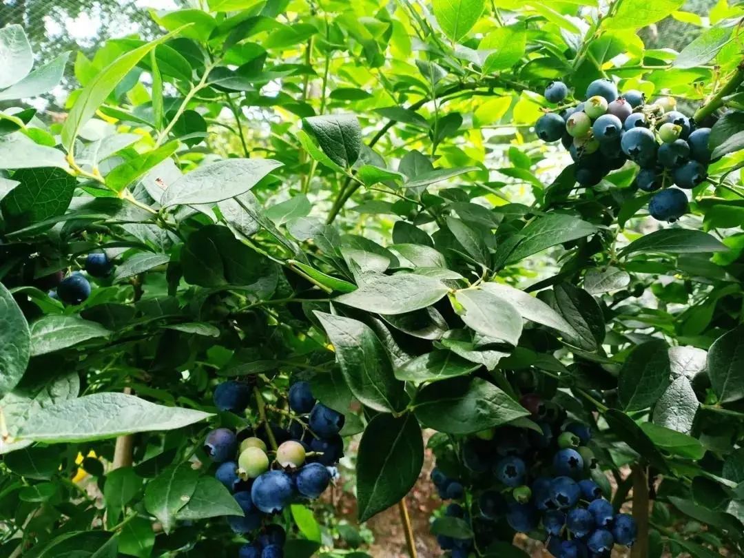 2022黄岛蓝莓节暨宝山蓝莓产业联合体大会成功举办-青岛西海岸新闻网